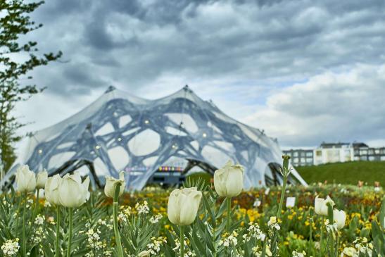 Tulpen vor'm Bionischen Faserpavillon