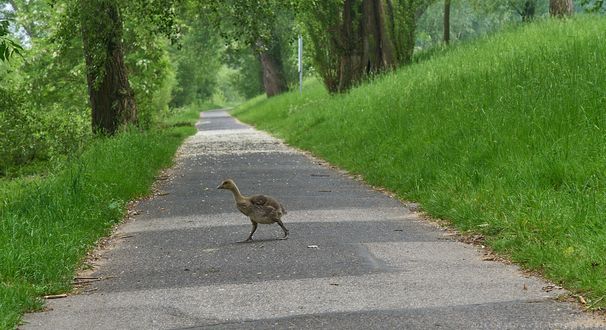 ganz alleine unterwegs ?