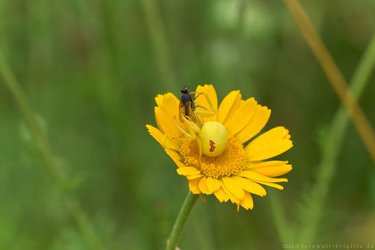 Veränderliche Krabbenspinne