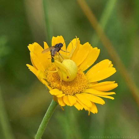 Veränderliche Krabbenspinne