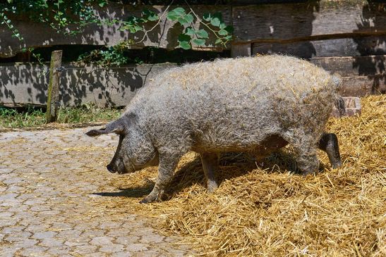 Wollschwein / Mangalica