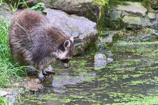 Waschbär