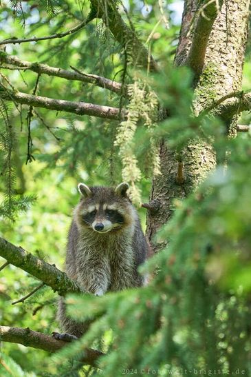 Waschbär