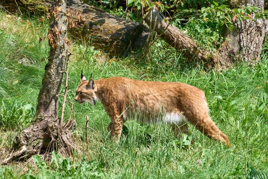 Luchs