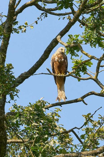 fliegende Besucher :-)