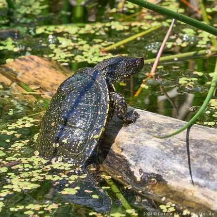 Europäische Sumpfschildkröte