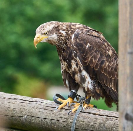 Seeadler