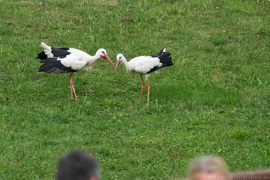 Storch