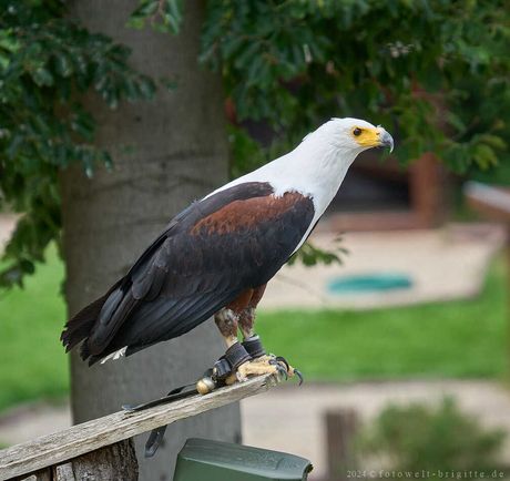 Schreiseeadler