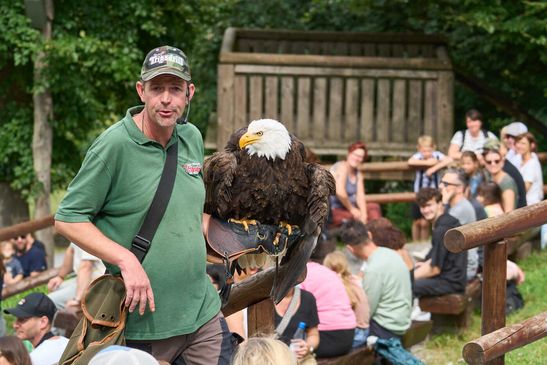 Weißkopfseeadler