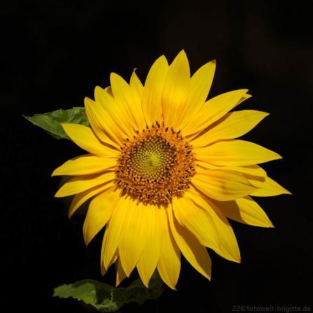 Sonnenblume 09.07.22