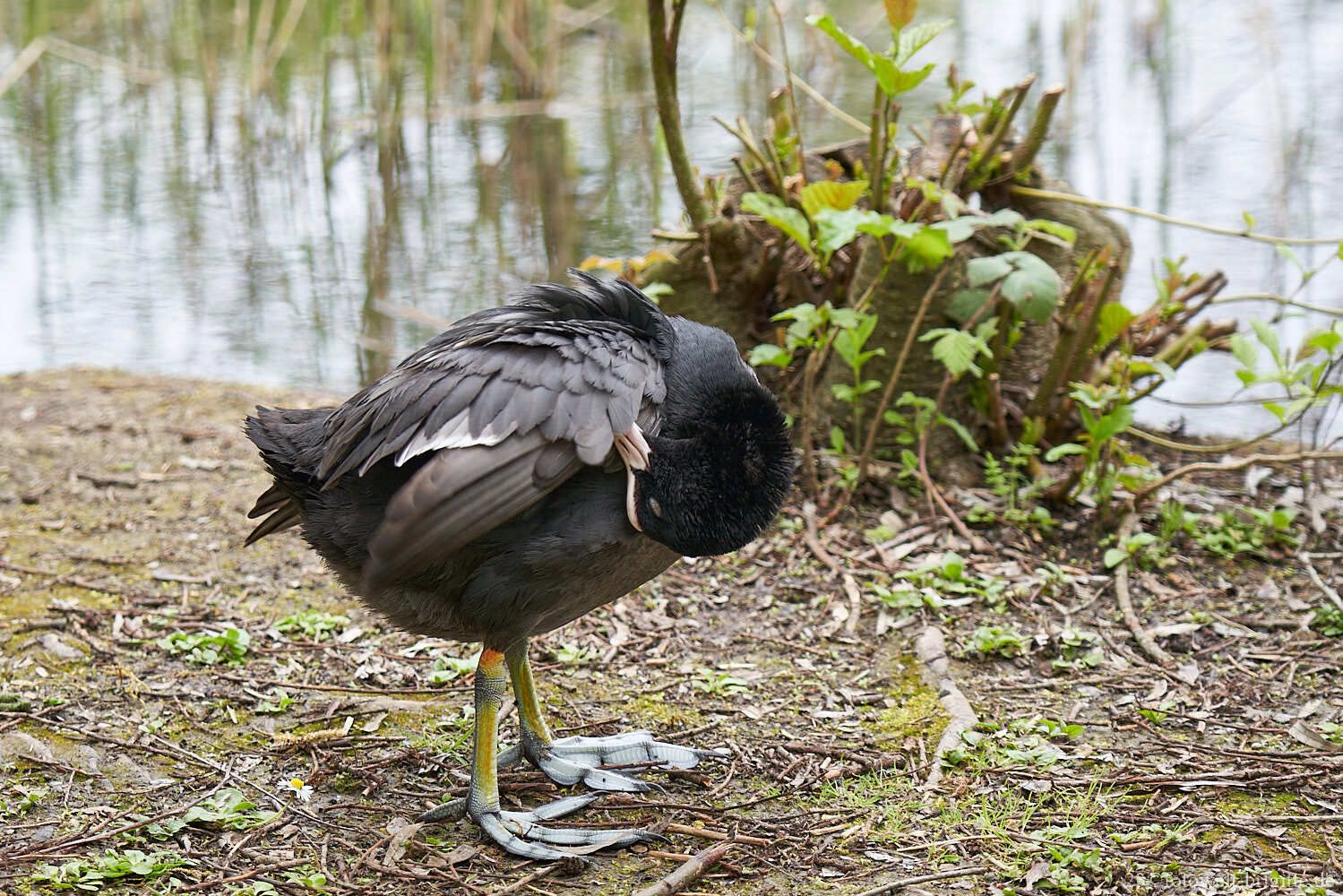 Blässhuhn