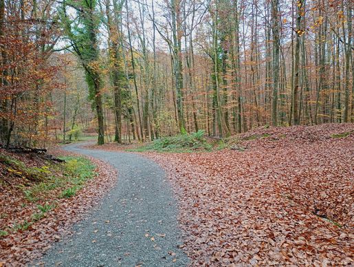 Wald vor Helmhof