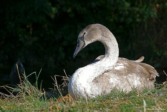 Jungschwan Oktober '18