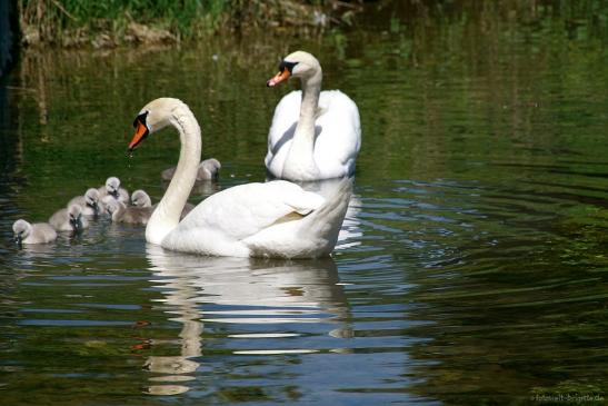 Schwanenfamilie Mai 2018